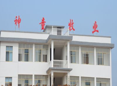 千头母猪场见证
